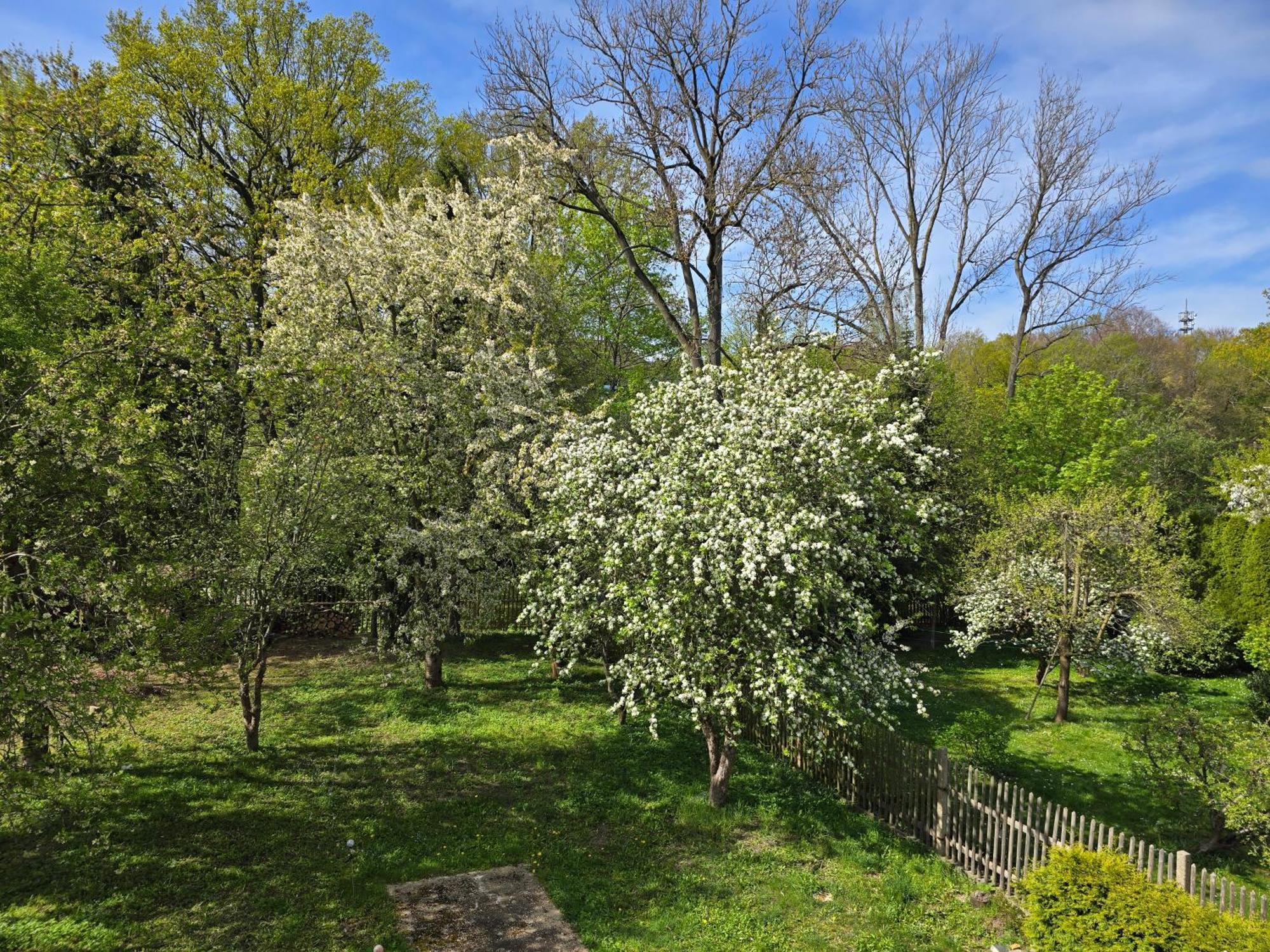 Villa Kuechwald Chemnitz Eksteriør billede